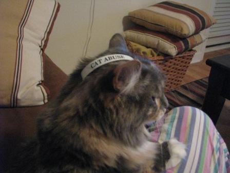 kitty
