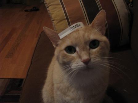 simba